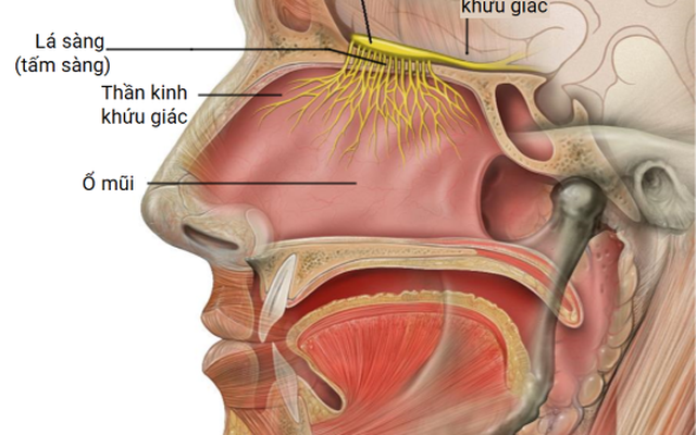 F0 cần làm gì khi bị mất vị giác và khứu giác? | VTV.VN