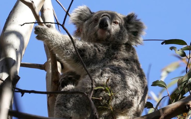 Australia: Các loài động vật đối mặt nguy hiểm khi môi trường xấu ...