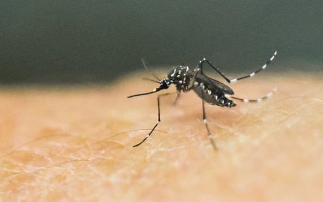 Nhật Bản cảnh báo muỗi truyền sốt xuất huyết kháng thuốc diệt côn ...