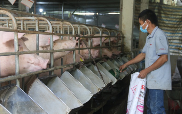 Vì sao giá lợn hơi giảm mạnh? | VTV.VN