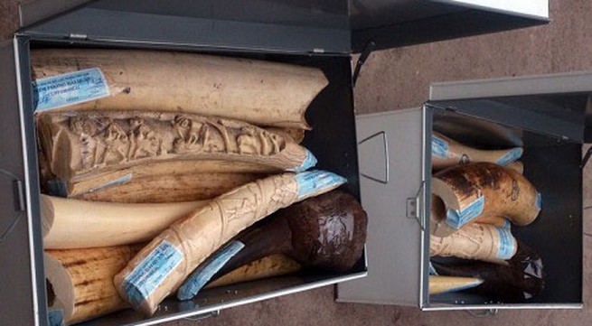 Over 95kg of alleged elephant tusks smuggled from Africa to Vietnam