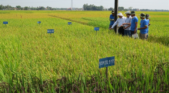 Central region develops new rice varieties