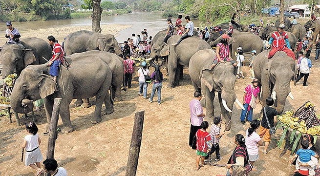 Dak Lak’s elephant conservation needs further promotion