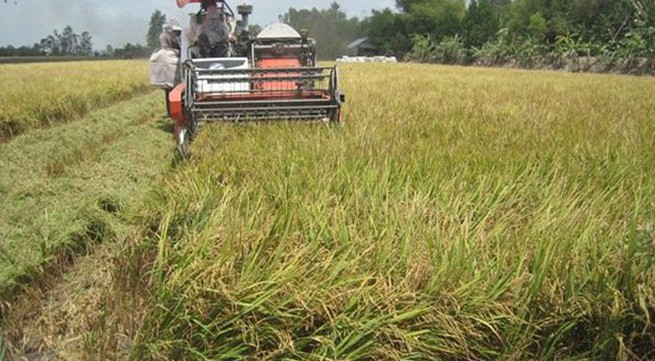 Vietnam rice export prices declin