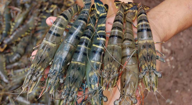 Vietnam shrimp exports face new challenges