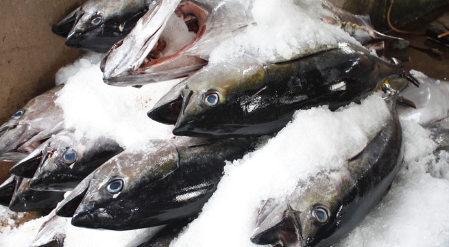 Whole tuna fish to be exported to Japan