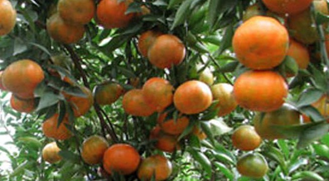 Farmers in Thua Thien Hue to grow more American oranges