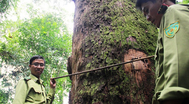Developing discovery tourism to protect Pơ Mu heritage forest in Quang Nam
