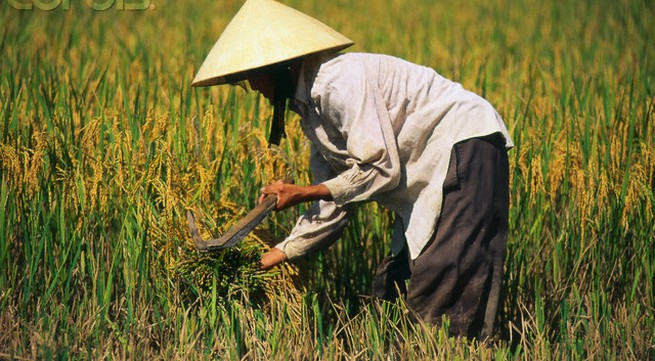 Quang Tri prepares to fight drought