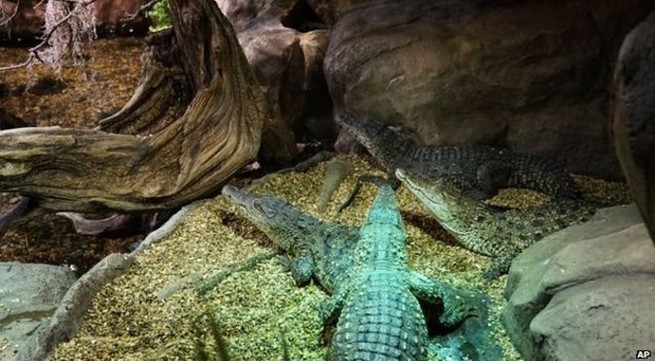 Cuban endangered crocodiles return home
