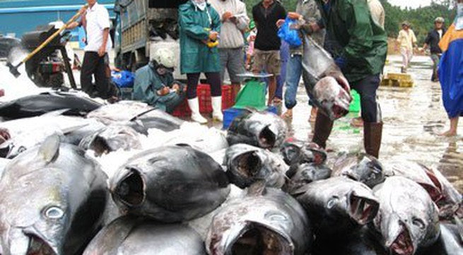 El Nino depletes Vietnam’s tuna fishing