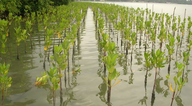 Sustainable mangrove forest protection run by local residents