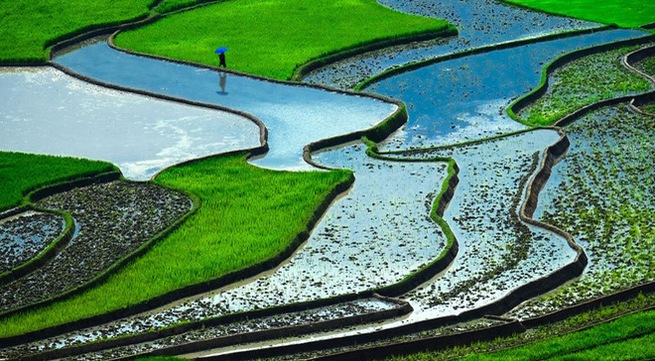 UK’s Telegraph hails Vietnam’s ‘surreal’ rice terraces