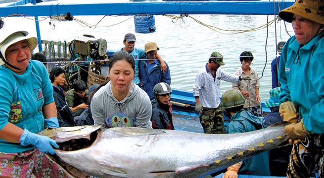 Japanese firm shows high interest in Phu Yen tuna