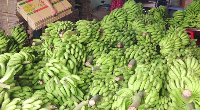 Export potential of Vietnamese bananas untapped