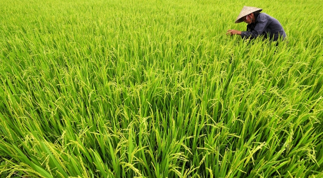 Advanced rice cultivation techniques implemented in Mekong Delta