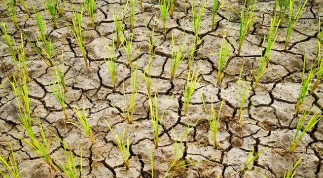 Agricultural production threatened by El Nino