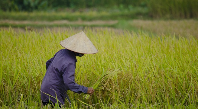 Vietnam wins rice supply deal to Philippines