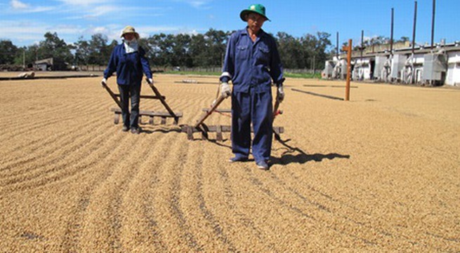 VN coffee output likely to slow