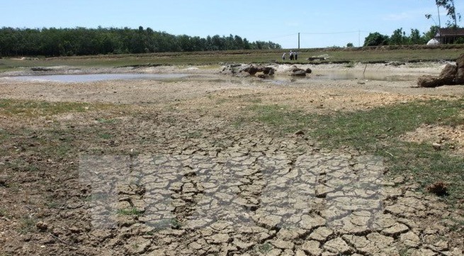 El Nino causes serious damage to rice crops in Ca Mau province