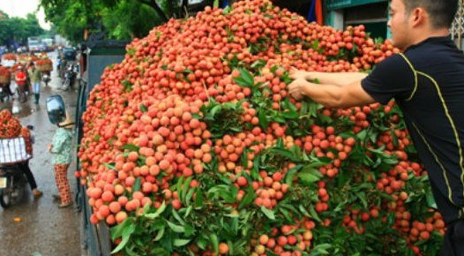 Vietnam prepares lychee exports to the US & Australia