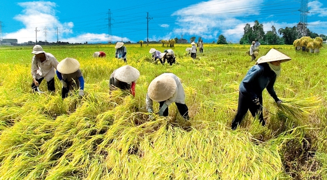 Vietnam to develop a national rice brand