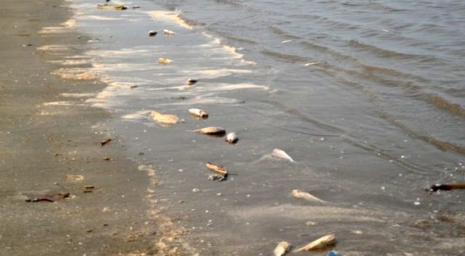 Speedier investigation of mass fish deaths urged