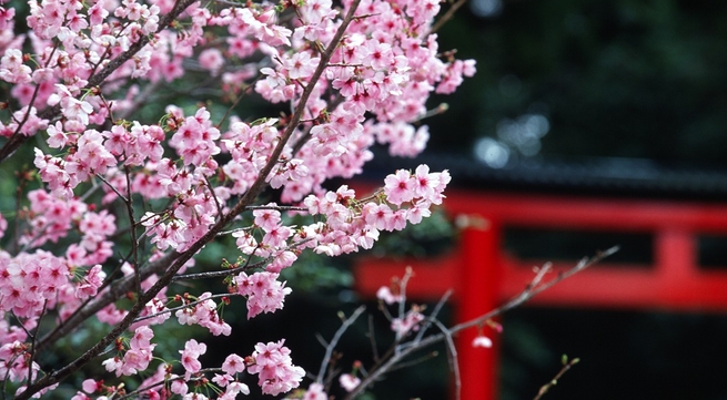 Japanese cherry blossom festival held in Bac Ninh province