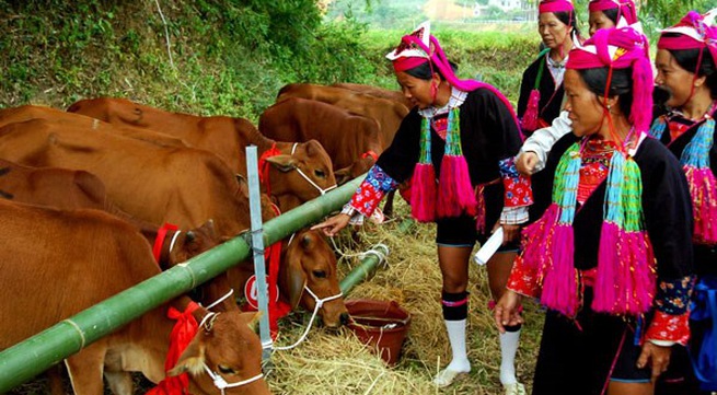 Binh Phuoc gives breeding cows to ethnic minority households