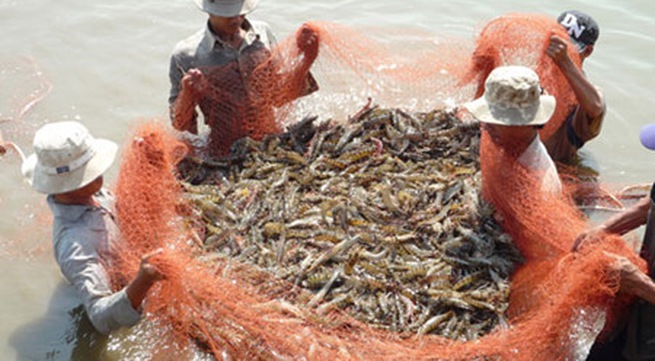 Adaptation of shrimp farming to climate change