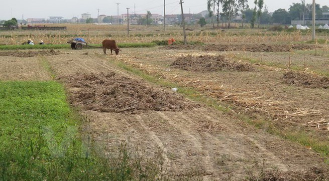 Drought forces crop switch in central Vietnam