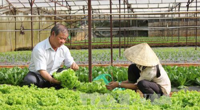 Thailand leads in vegetable exports to Vietnam