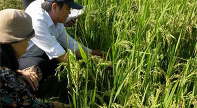Saline-resistant system proves effective in Tra Vinh