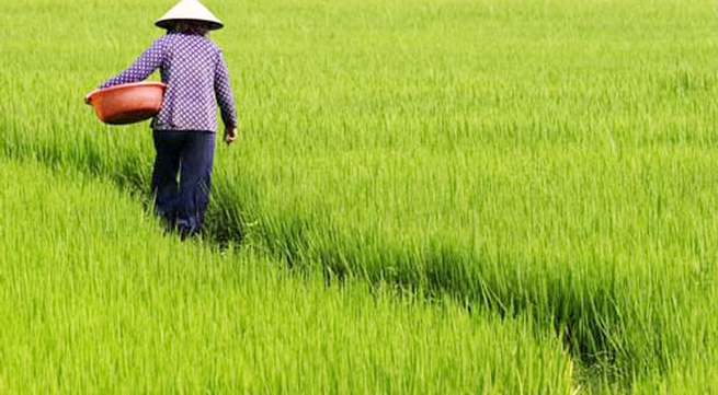 Quang Tri recovers rice fields after cold snap