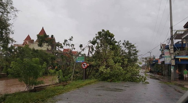 Typhoon mirinae wreaks havoc on Nam Dinh's agriculture