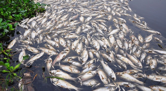 Communities supported in mass fish death recovery