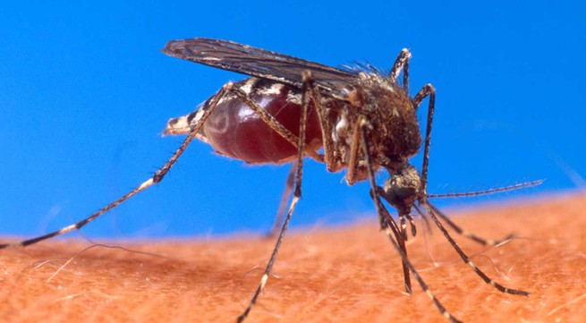 Anti-mosquito borne disease project