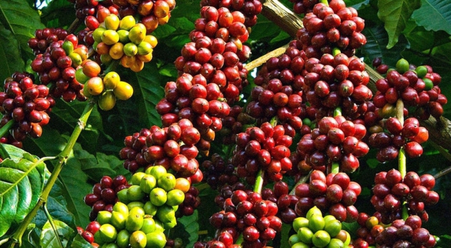 VN coffee output may fall