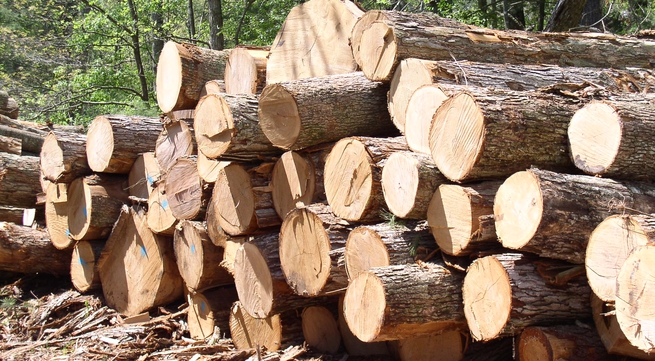 Thousands benefit from developing wood industry in Quang Tri Province