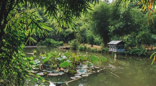 Preserving Vietnamese bamboo species