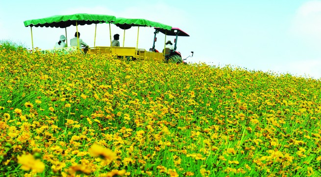 Nghe An host Vietnam's biggest sunflower festival