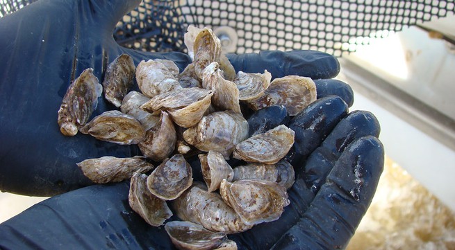 Shellfish exports jump