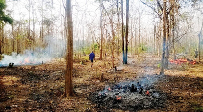 Forest land use debated in Hà Nội