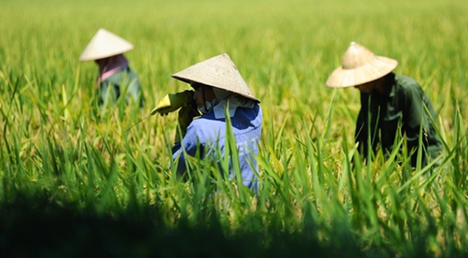 Vietnamese farmers participate in sustainable-agriculture models