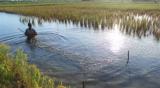 Southern provinces aim for sustainable rice, shrimp production