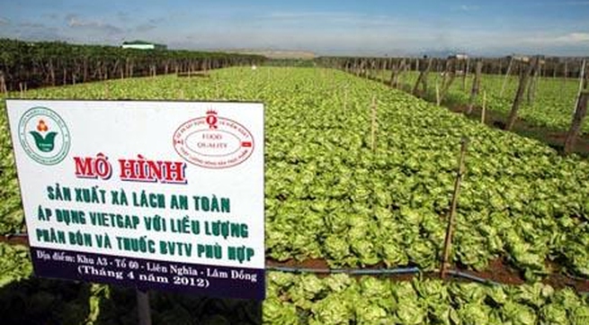 Binh Dinh farmers expand clean vegetable model