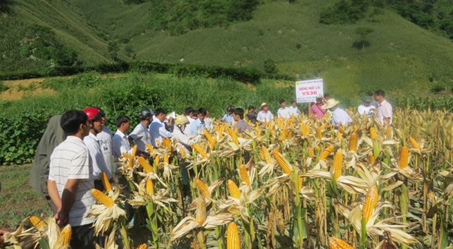 Change from rice to corn a success in mountains
