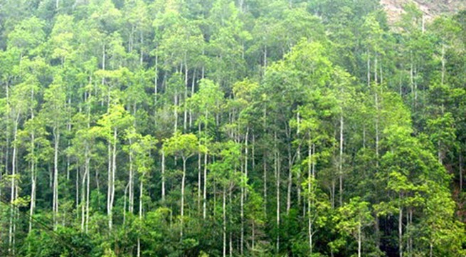 Efforts to manage forest exploitation