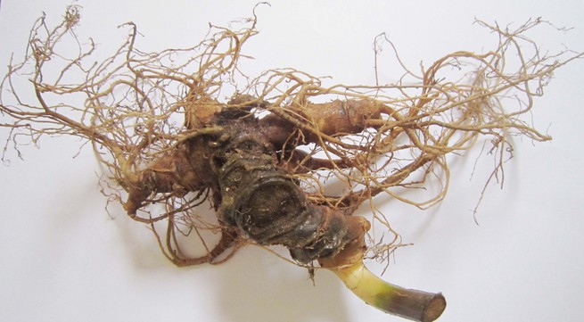 Ngoc Linh Ginseng granted geographical indication