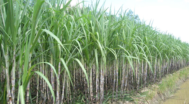 Sugarcane growing suffers from saline intrusion